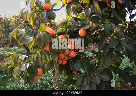 Detail des unterstützten Zweiges eines Baumes voller Reife Kaki vom leuchtend roten Typ im Herbst Stockfoto