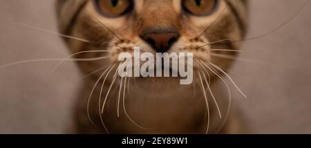 Nahaufnahme von Nase, Mund und Schnurrhaaren eines tabby Kätzchens. Stockfoto