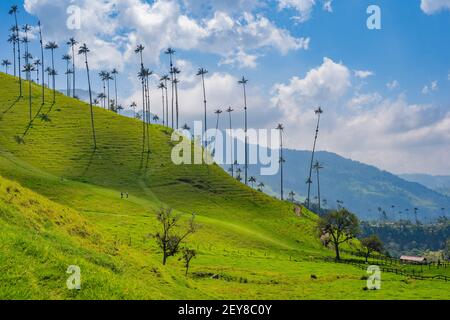 Cocora Valley, Salento, Quindío, Kolumbien Stockfoto