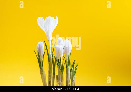 Frühling Weißer Krokus Blumen auf gelbem Hintergrund Stockfoto