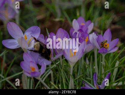 Die Nahaufnahme der Bienen auf den Krokussen in einem Feld mit Ein verschwommener Hintergrund Stockfoto