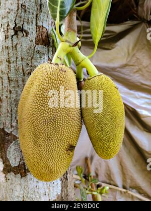 Eine vertikale Aufnahme von gelben Jackfruits, die vom Baum hängen Stockfoto