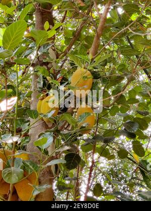 Eine vertikale Aufnahme von gelben Jackfruits, die vom Baum hängen Stockfoto