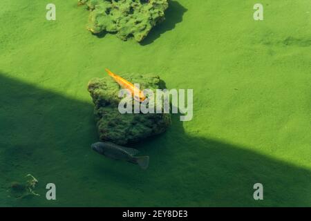 Ein orange gefärbter Fisch, der auf einem Stück Felsen ruht Und ein grauer, der sich in einem künstlichen Teich bewegt Stockfoto