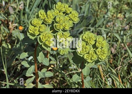 Pflanzen der Sonne spurgen in der Blüte, Euphorbia helioscopia, Euphorbiaceae Stockfoto