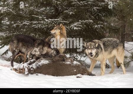 Wolfspackung (Canis lupus) Graben Sie in und Munch auf White-Tail Deer Carcass Winter - Tiere in Gefangenschaft Stockfoto