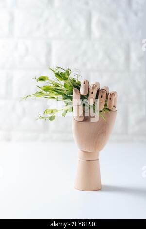 Microgreens in Holzhand isoliert auf weiß. Microgreens zum Verkauf. Vitamine aus der Natur. Veganer und gesunder Superfood-Lieferservice. Frische Öko weit Stockfoto