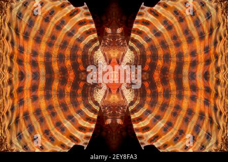 Diese Nahaufnahme der Brustflosse eines Zwerglionfish, Dendrochirus brachypterus, wurde digital zu einem kaleidoskopischen Kunstwerk multipliziert. Die dw Stockfoto