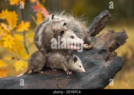 Virginia opossum (Didelphis virginiana) Mit Familie schaltet sich ein Log Zischen Herbst - Captive Tiere Stockfoto