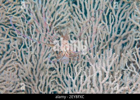Dieser juvenile Löwenfisch, Pterois volitans, ist vor einem riesigen Gorgonien-Fan, Philippinen, abgebildet. Stockfoto