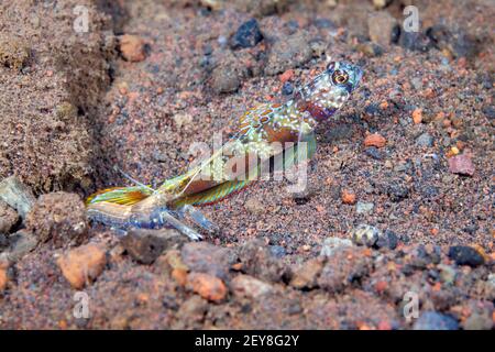 Breitbarred-Garnelenfisch, Amblyeleotris latifasciata, mit einem weiß ausgekleideten Schnapper-Garnelen, Alpheus ochrostriatus. Wie hier abgebildet, die Garnelen al Stockfoto