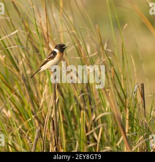 Gemeinsamen Schwarzkehlchen (Saxicola Torquata) Stockfoto