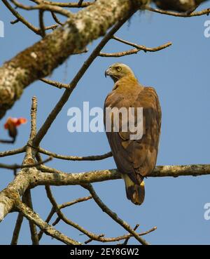 Graukopf-Fischadler (Icthyophaga ichthyaetus) Stockfoto