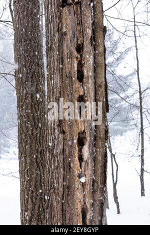 Pileated Specht, Dryocopus pileatus, Löcher in einem toten Baum Winter in Zentral-Michigan, USA Stockfoto