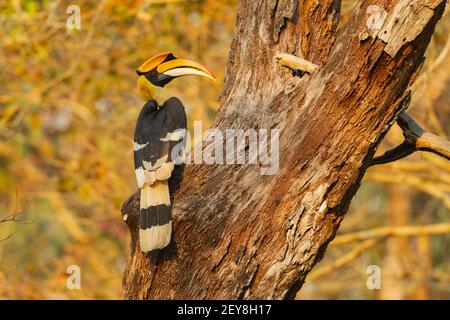 Der große Hornbill (Buceros bicornis) thront auf einem Baumstamm Stockfoto