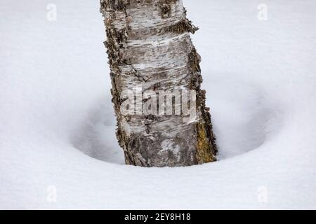 Baum gut um die Basis der Papierbirke, Betula papyrifera, während eines verschneiten Winters in Zentral-Michigan, USA Stockfoto
