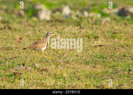 Grauer Kiebitz (Vanellus cinereus) auf dem Boden Stockfoto