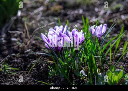 Offene violette gestreifte Krokusse an einem sonnigen Wintertag gesehen Von der Seite Stockfoto