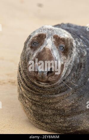 Grauer Seal Halichoerus grypus. Erwachsene männlich oder Bull. Nahaufnahme des Kopfes mit Gesichtszügen. Römische Stirn Nase Nasenlöcher Augen haben trockenen Sand Stockfoto