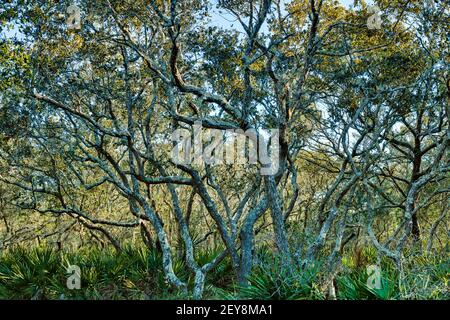 Verworrene Buscheichen in den Wäldern in Panama City Beach, Florida, USA Stockfoto