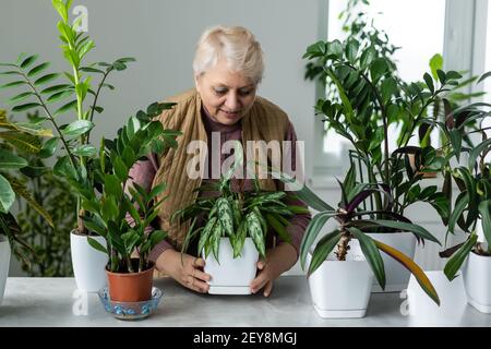 Pflanzen verpflanzen. Topfhaus Pflanzen. Ältere Frau ist in ihrem Hobby beschäftigt. Eingetopfte grüne Pflanzen zu Hause Stockfoto