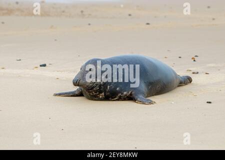 Graue Dichtung (Halichoerus grypus). Ruhend, Kopf angehoben, auf der Sandoberfläche des Strandes. Dunklere Gesamtfarbe und römische Nasenkopfform, die auf ein Männchen hinweist. Stockfoto