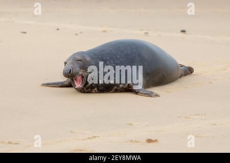 Graue Dichtung (Halichoerus grypus). Ruhend, liegend, Kopf angehoben, auf der Sandoberfläche des Strandes. Mit großen Gähnen, enthüllende Gebiss, für den Fischfang angepasst Stockfoto