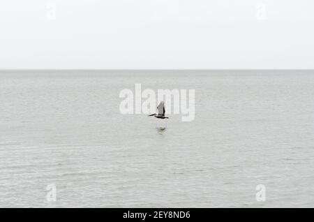 Isolierter brauner Pelikan, der über Lake Pontchartrain in New Orleans, Louisiana, USA fliegt Stockfoto