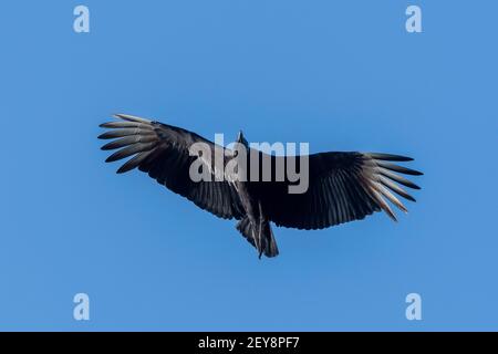 Schwarzgeier (Coragyps atratus), Pantanal, Mato Grosso do Sul, Brasilien. Stockfoto