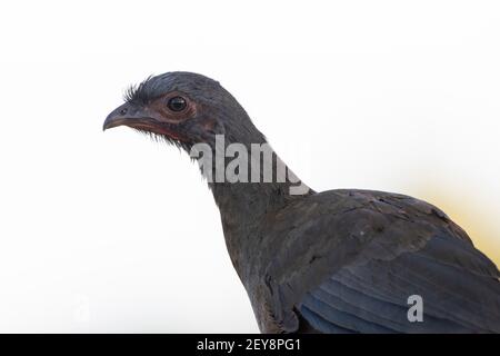 Chaco Chachalaca (Ortalis canicollis), Pantanal, Mato Grosso do Sul, Brasilien. Stockfoto