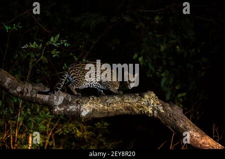 Ocelot (Leopardus pardalis), Pantanal, Mato Grosso do Sul, Brasilien. Stockfoto