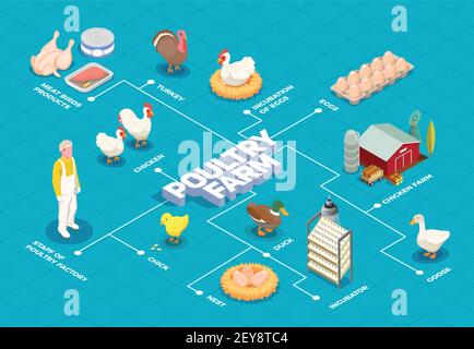 Geflügelfarm Flussdiagramm mit Hühnerfarm pute Gänsevögel Eier Fleisch Produkte isometrische Elemente Vektorgrafik Stock Vektor