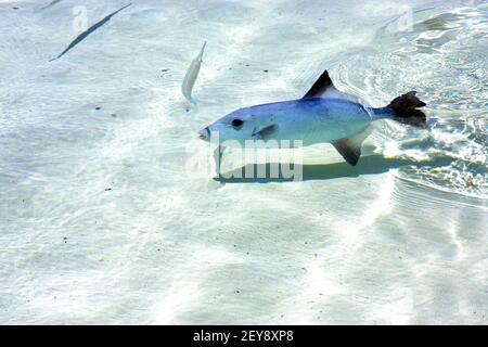 Fisch isla contoy In mexiko Stockfoto