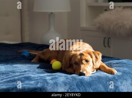 Golden Retriever liegt in Sonne auf blauem Bett mit drei Tennisbälle Stockfoto