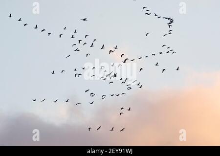 Schneegänse Flock Flug skein Muster Stockfoto