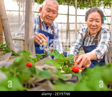 Glückliches Seniorenpaar, das im Garten arbeitete und die überprüfte Erdbeere Stockfoto