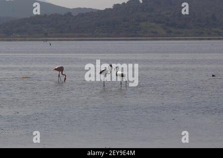 Flamingos Fed im Feuchtgebiet in bodrum türkei Stockfoto