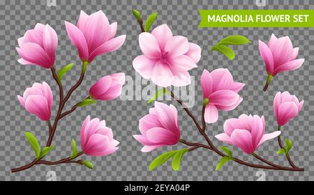 Farbige und isolierte realistische Magnolie Blume transparent Icon Set mit Verzweigung auf transparenter Hintergrundvektordarstellung Stock Vektor
