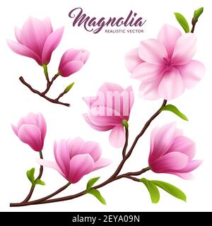 Rosa realistische Magnolie Blume Symbol setzen Blumen auf Zweig mit Blätter schön und niedlich Vektor-Illustration Stock Vektor