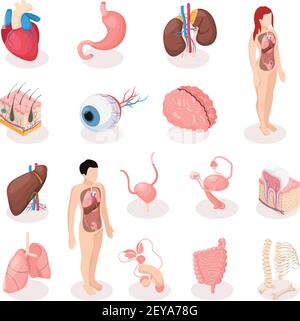 Menschliche Organe isometrische Symbole Satz von männlichen und weiblichen Fortpflanzung Systeme Skelett Lunge Gehirn Leber Gebärmutter isoliert Vektor Illustration Stock Vektor