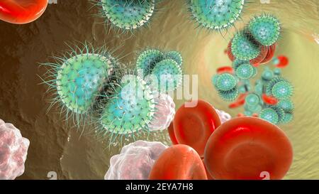 Meningokokzämie, Illustration Stockfoto