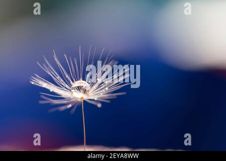 Tau Tropfen auf Löwenzahn Sämkopf Stockfoto