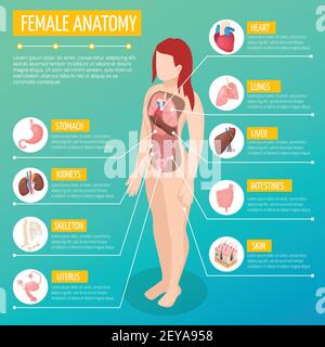 Frau Anatomie Infografik Layout mit Lage und Definitionen der internen Organe im weiblichen Körper isometrische Vektor-Illustration Stock Vektor