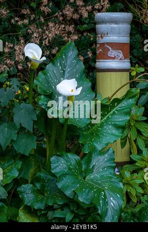 Calla Lily, Giant White, Zantedeschia Aethiopica, Cypress Garden, Mill Valley, Kalifornien Stockfoto