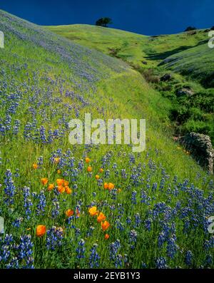 Lupine, Poppies, Mount Tamalpais State Park, Marin County, Kalifornien Stockfoto