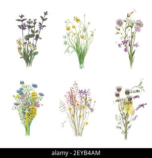 Set von 6 Aquarell gemalt realistische Sträuße von Wiesenblumen isoliert auf weißem Hintergrund. Hochwertige botanische Illustration. Stockfoto