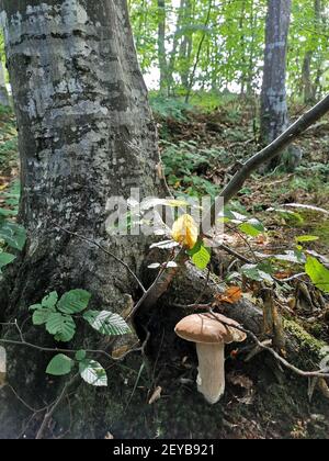 Eine vertikale Aufnahme eines wilden Pilzes, der in der Nähe eines Baumes wächst Roots Stockfoto