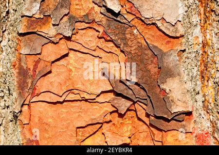 Barck in der abstrakten Baumstruktur Stockfoto