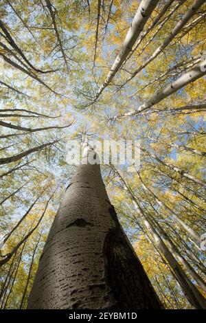 Quakende Espenhain im Herbst - Fischaugen-Ansicht - SW Colorado Stockfoto