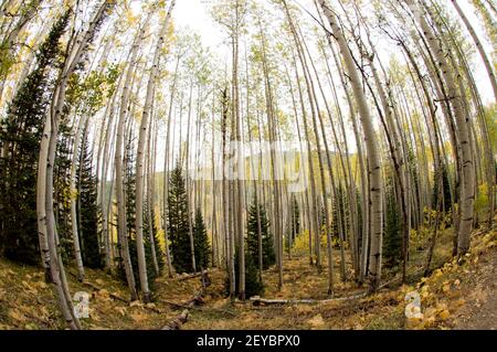 Quakender Espenhain im Herbst, Fisheye Perspective, SW Colorado Stockfoto